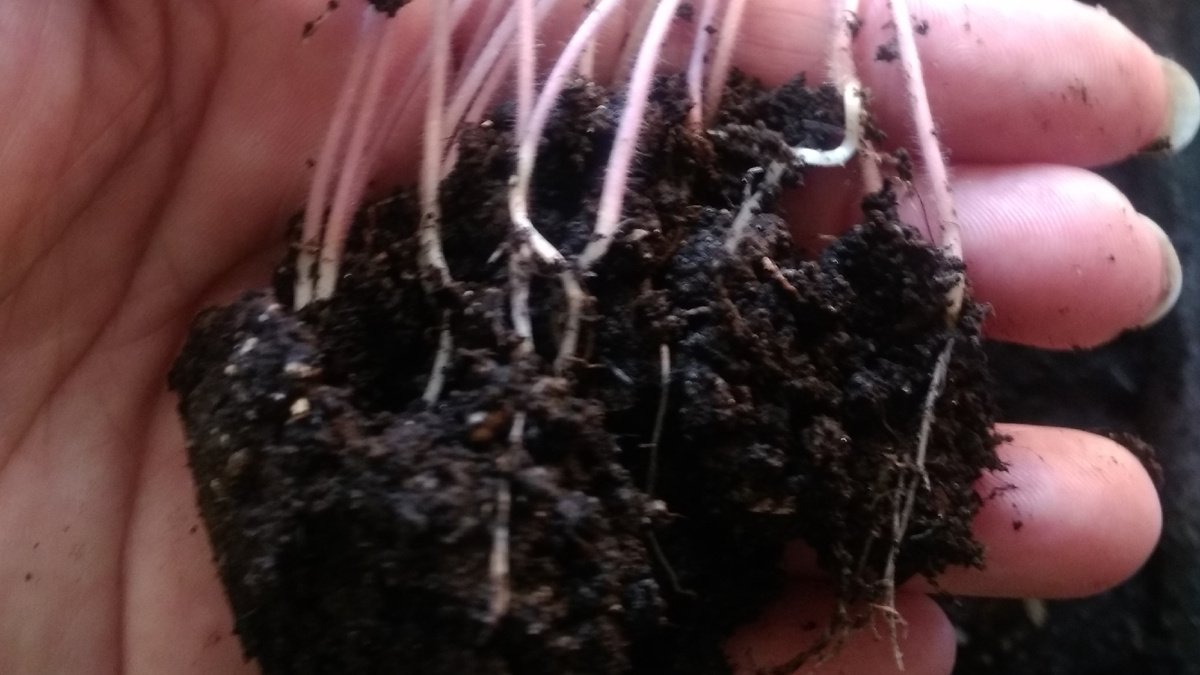 Ком земли держит форму, корни не оголились. Так выглядит правильно подготовленная к пикировке рассада