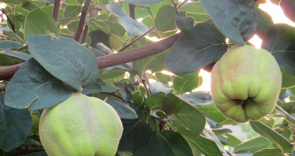 Айва, основные требования к выращиванию.