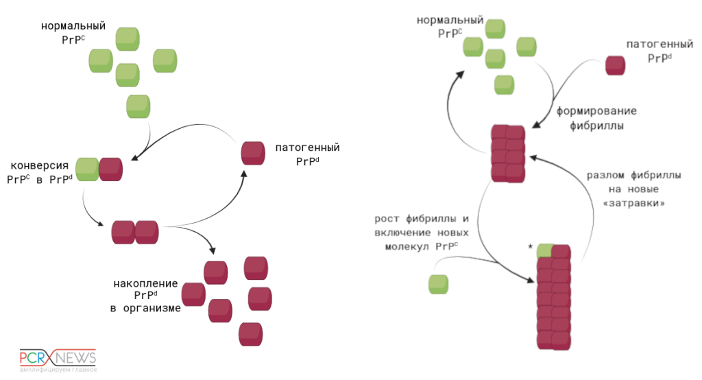 Две основные гипотезы того, как прион «портит» нормальный белок: гетеродимерная (слева) предполагает, что отдельная молекула патогенной изоформы PrPd связывается с молекулой нормального прионного белка PrPС и запускает изменение ее конформации в еще одну патогенную молекулу. Фибриллярная гипотеза (слева) отличается тем, что прионы (PrPd) существуют в клетке только в форме фибриллы. Когда нормальный белок связывается с ее концом, он приобретает патогенную укладку и становится частью фибриллы. Изображение создано с помощью BioRender.com
