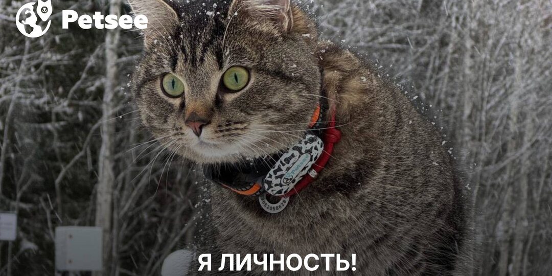 У вашей кошки есть характер: учёные выделили 5 типов личности