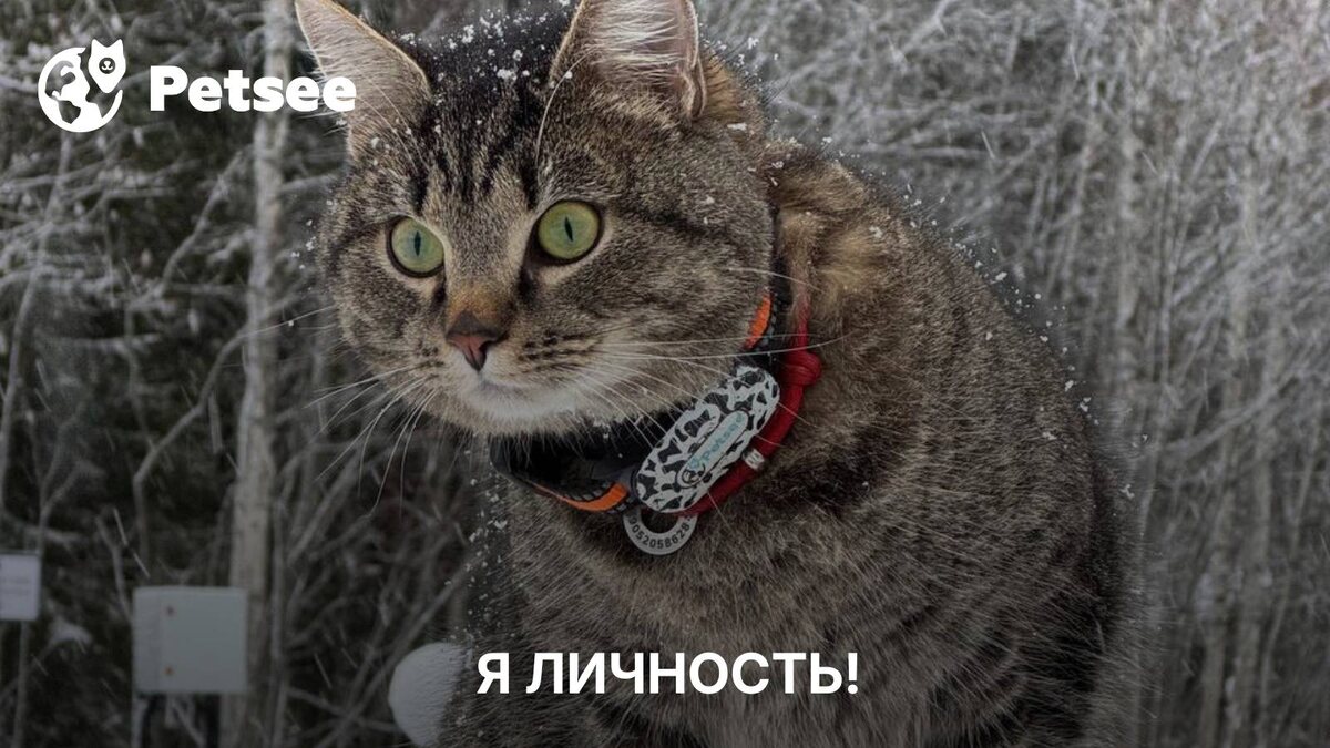 У вашей кошки есть характер: учёные выделили 5 типов личности