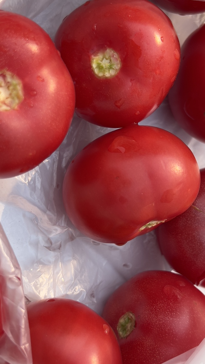 Помидоры. Фото автора