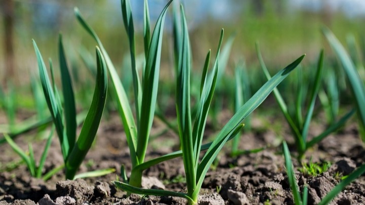 Вношу подкормку чеснока весной строго в фазе 3 листа. Мелкой головки больше нет