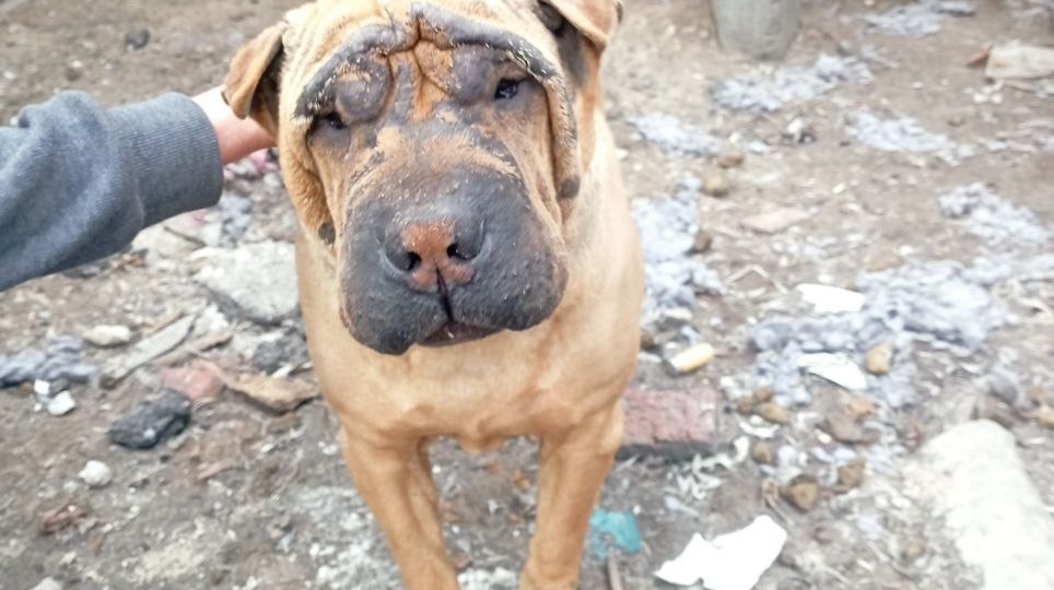 Шарпей приполз к зоомагазину просить помощи: она умирает, но хочет жить. Всё тело раздуто и в язвах. Нужна Ваша помощь. СРОЧНЫЙ СБОР