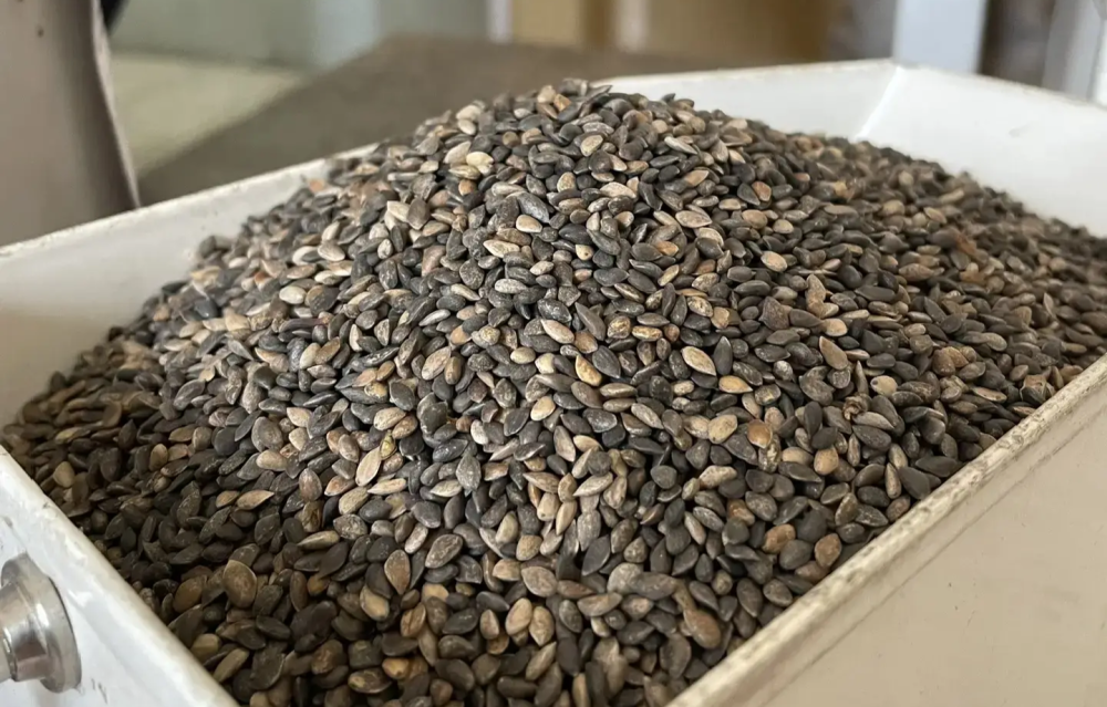    Нижегородская область направила семена сосны в ДНР