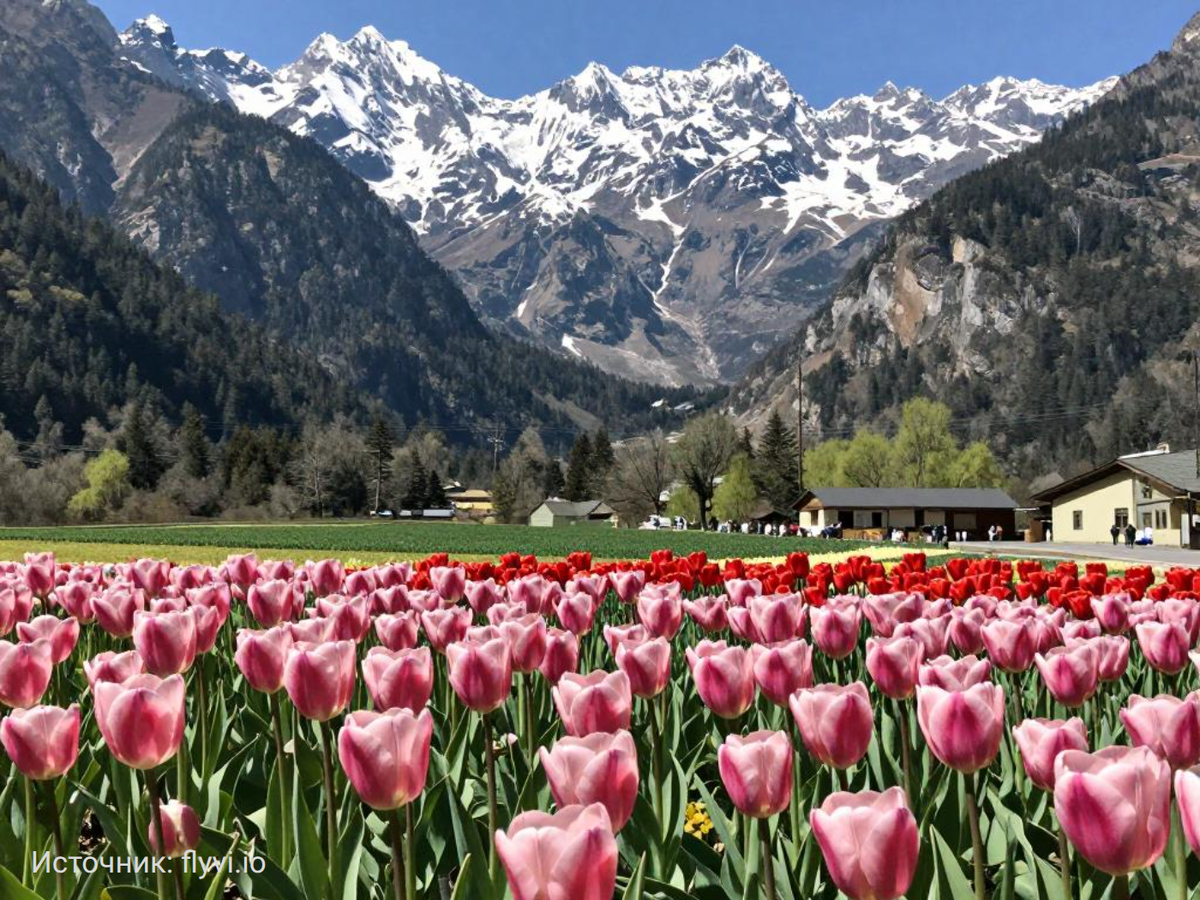 Источник: flyvi.io