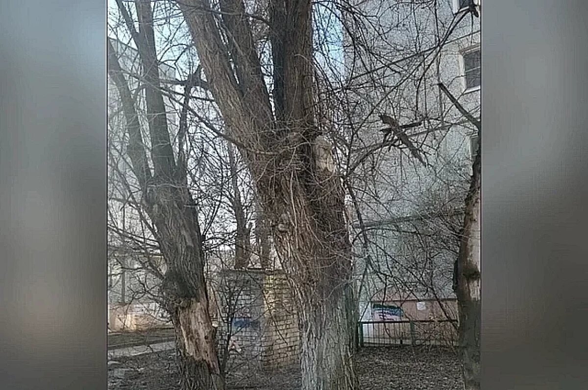    В Волгограде на улице Дубовской вырубят три вяза-пенсионера