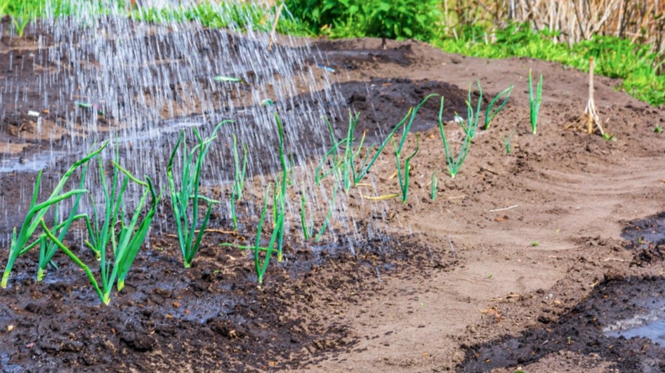 Кривые рядки — это не эстетика. Где густо, где пусто — растения конкурируют за питание и вырастают мелкими