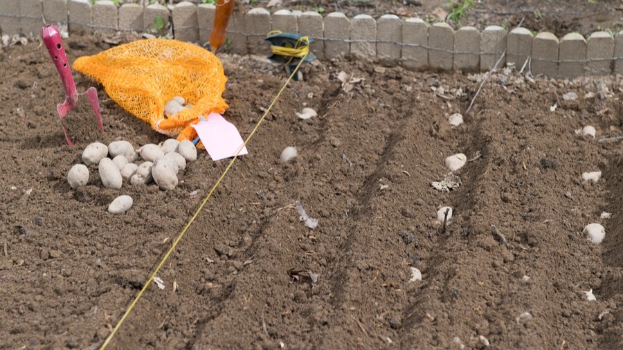 Расстояние между рядками для каждой культуры своё. 