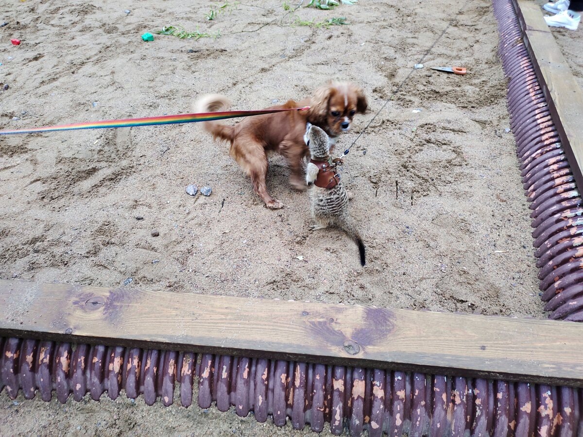 Питерский сурикат 