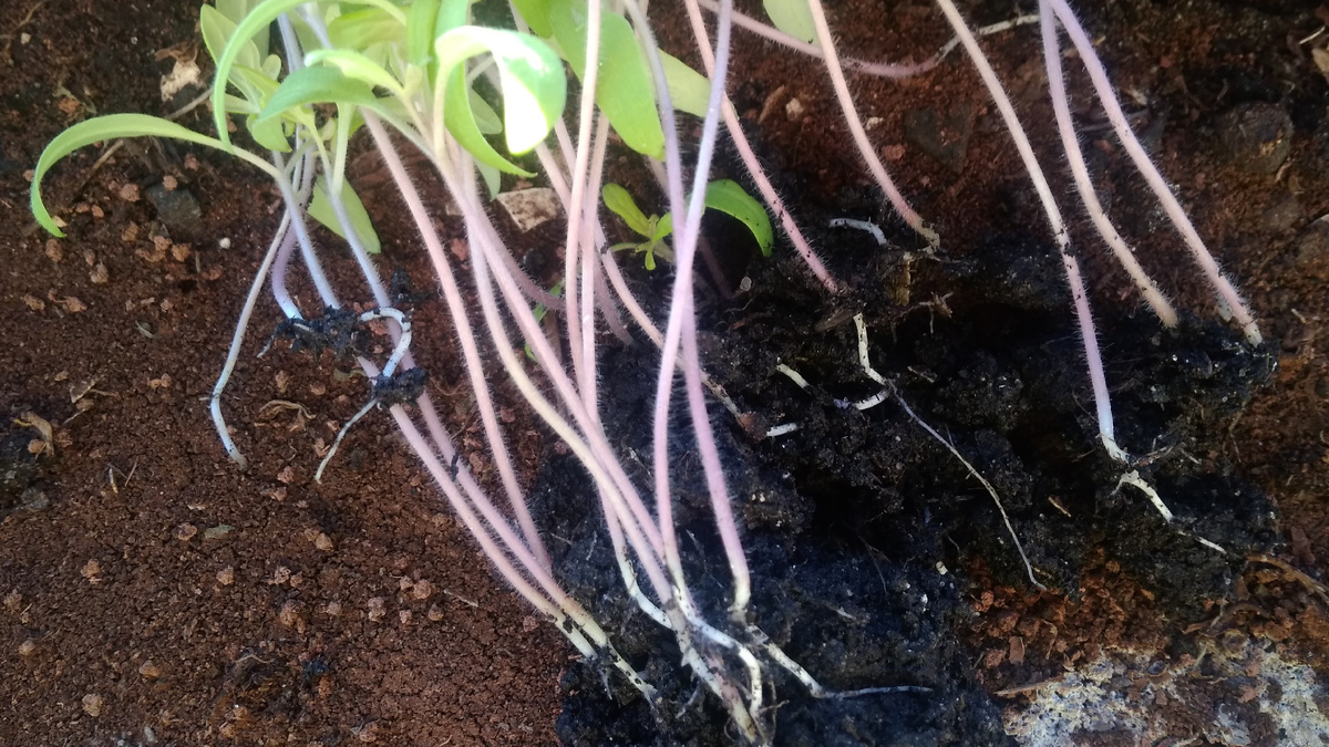 Сеянец из сухого грунта — корни оголены, земляной ком не держится