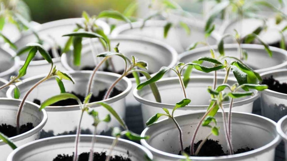 Вялые листья после пикировки — признак повреждения корней, а не нехватки полива