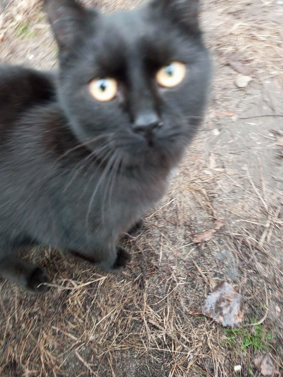 Домашних фото нет, увы!