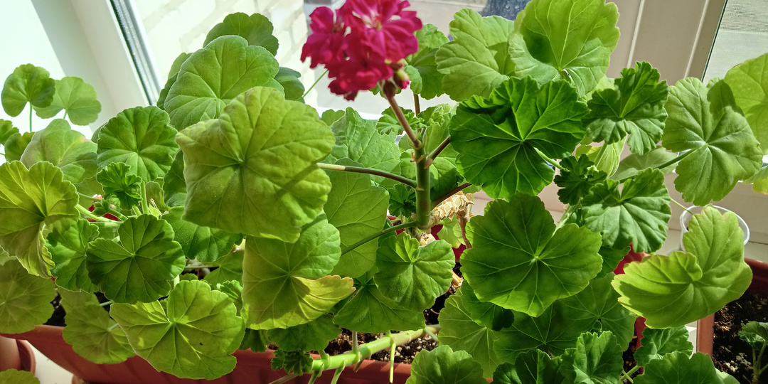 Ошибки при выращивании Пеларгонии Герани