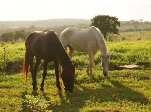    //Фото: pxhere.com