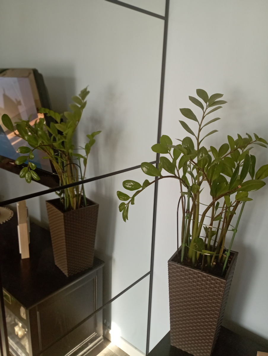 Замиокулькас