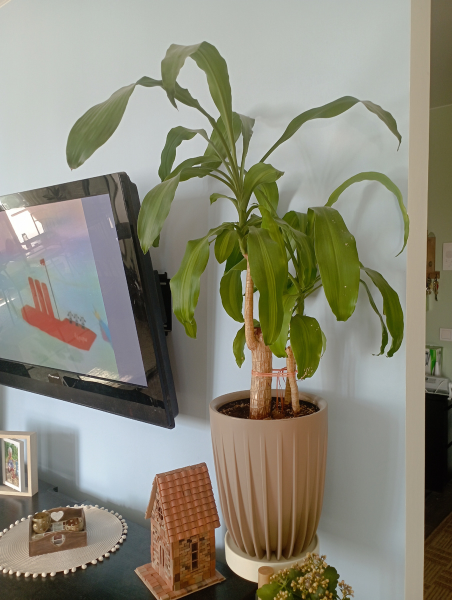 Спасённая юкка