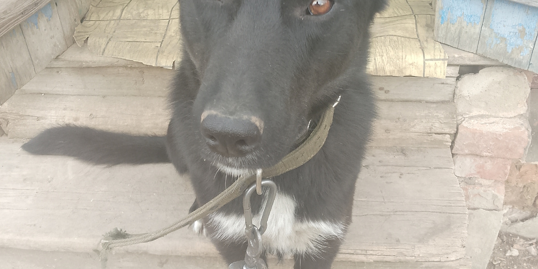 Тюльпаны закапываю, собака выкапывает. Огородные дела