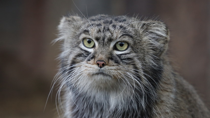     Манул Тимофей в Московском зоопарке  Пресс-служба Московского зоопарка