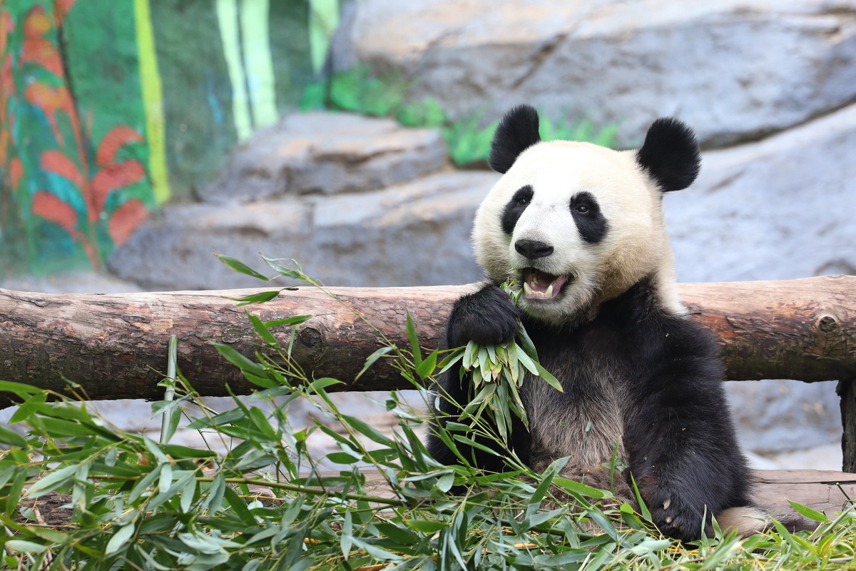     Панда Катюша / Пресс-служба Московского зоопарка