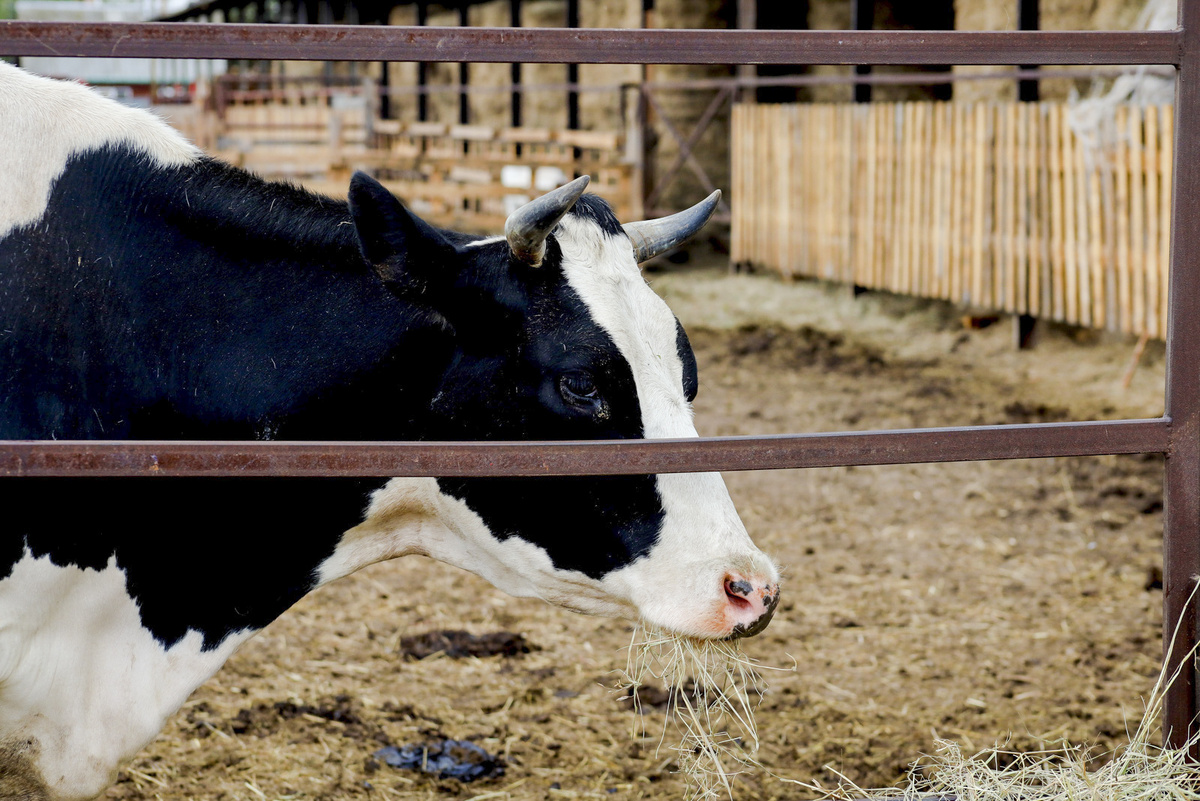 В трех района Кубани выявили очаги бруцеллеза и лейкоза.  Фото: ФедералПресс / Елена Майорова