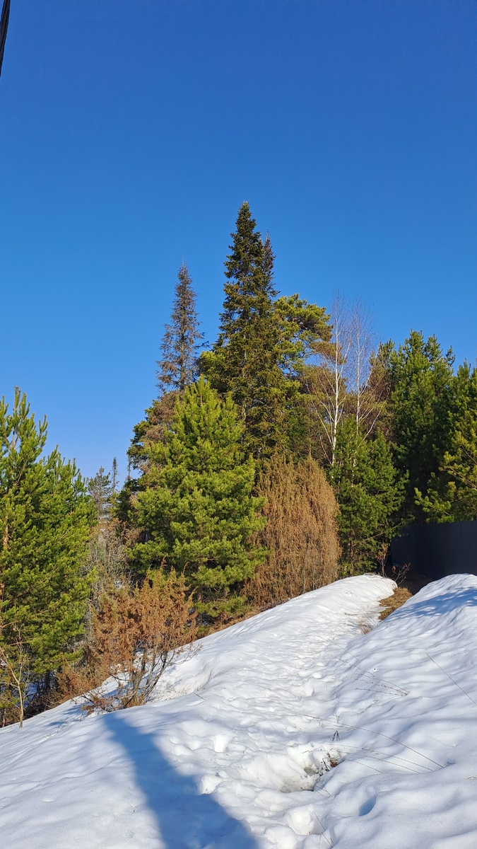К лесу ведёт небольшая тропинка. Скоро здесь распустятся лесные фиалки