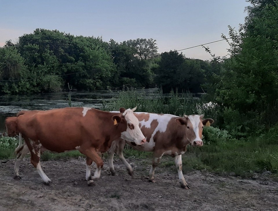    Больные животные отправятся на убой. Екатерина СИМОХИНА