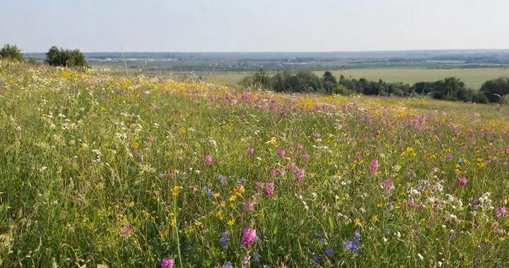 Бесплатная земля участникам СВО в 2026 году: кому положена и как получить