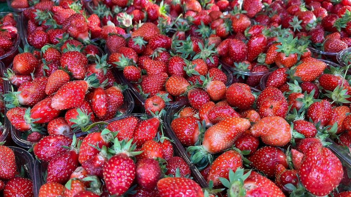    Фото: телеканал «Краснодар»