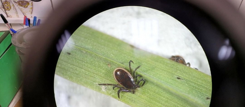    Карельский научный центр РАН