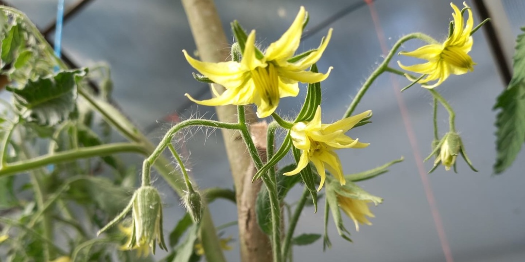 Разобрался с опылением томатов. 4 причины пустых кистей