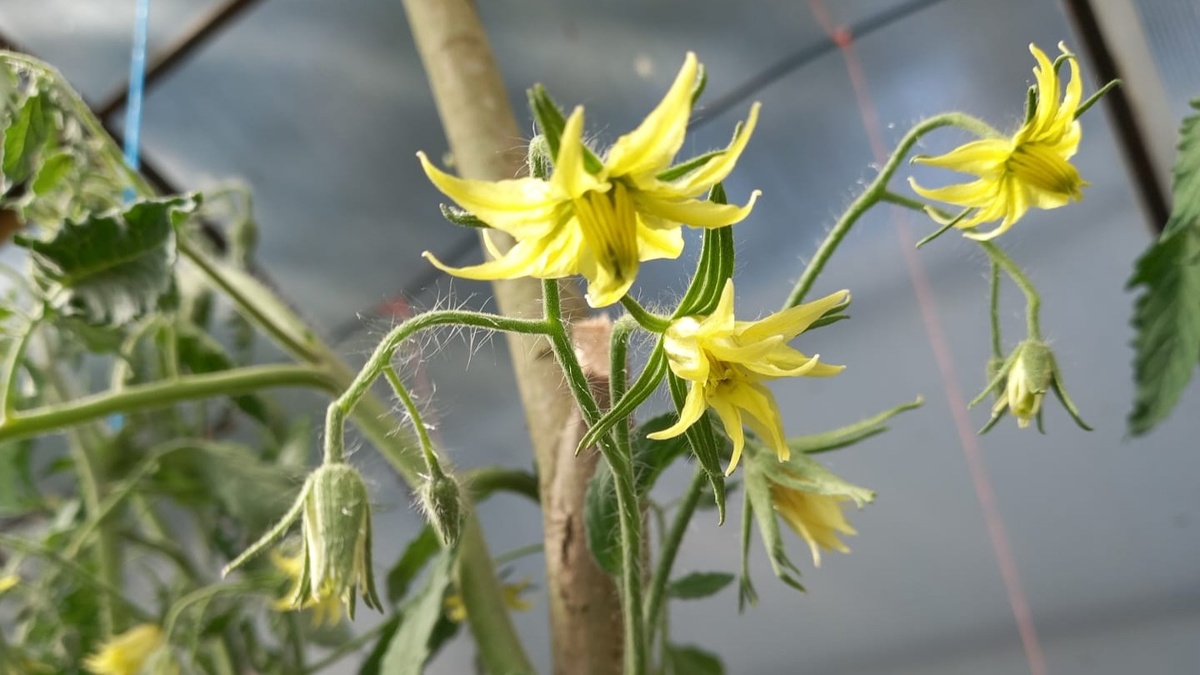Пыльца должна попасть на пестик того же цветка — не соседнего