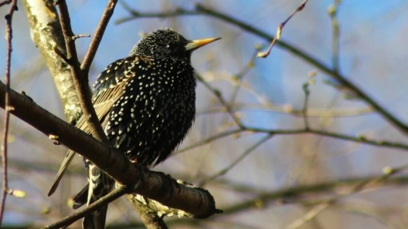    Фото: vk.com/kostroma_city