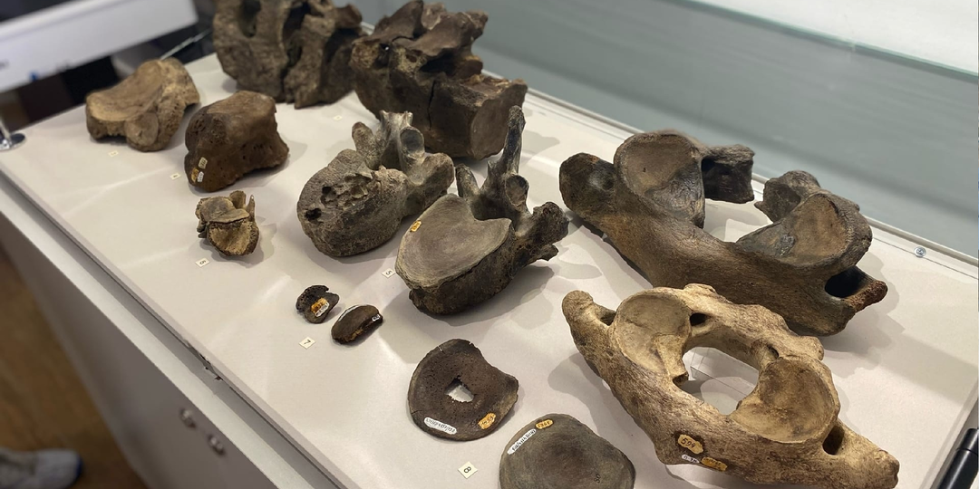 От мамонта до керна газовой скважины: 6 любопытных экспонатов в музеях Югры