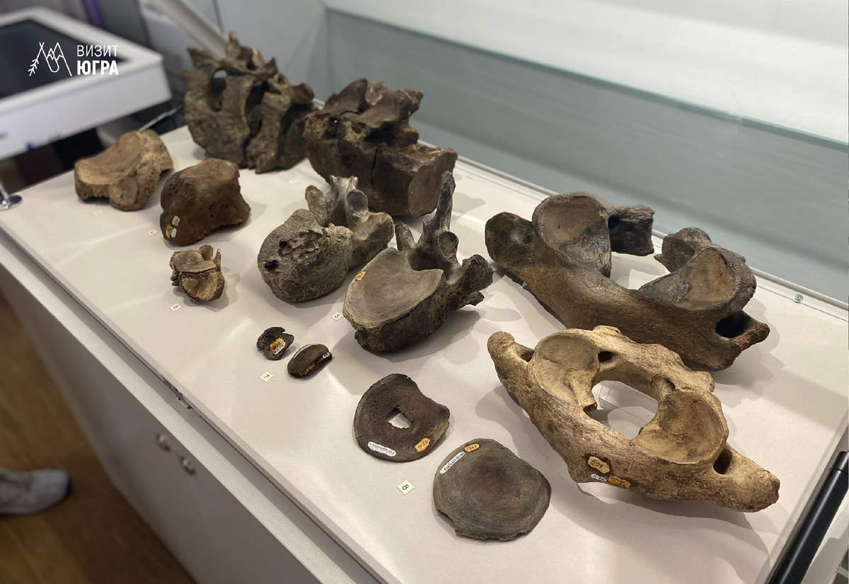 Фото: Музей природы и человека