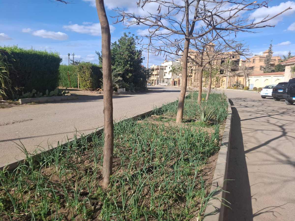 Не поверите, но газон с зеленью - это лук :) Я даже сорвала и понюхала :) Оригинальный способ и украсить, и с пользой :)