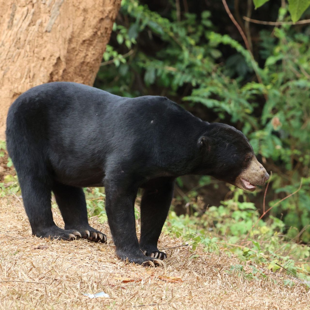 Малайский медведь. Все фото в статье - мои