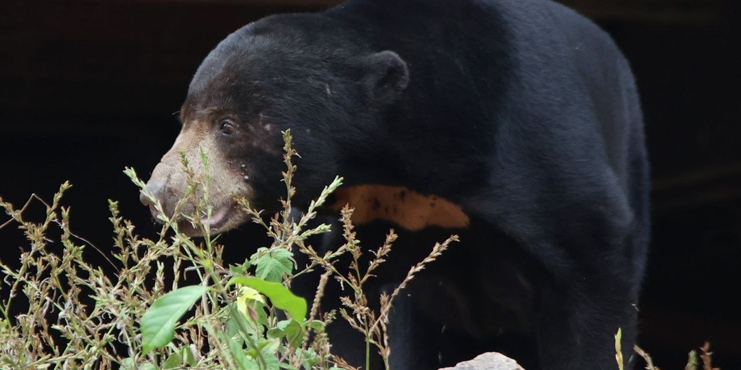 Медведь разорвал мою палатку