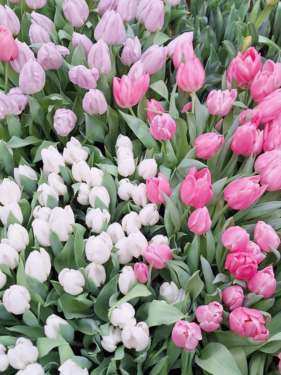 Романтичные весенние цветы. Фото - собственность автора канала "ТАК НАДО".