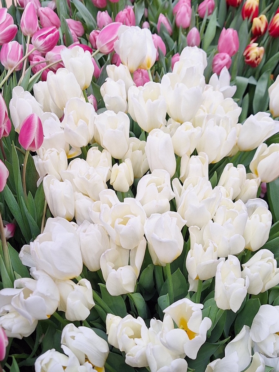 Романтичные весенние цветы. Фото - собственность автора канала "ТАК НАДО".