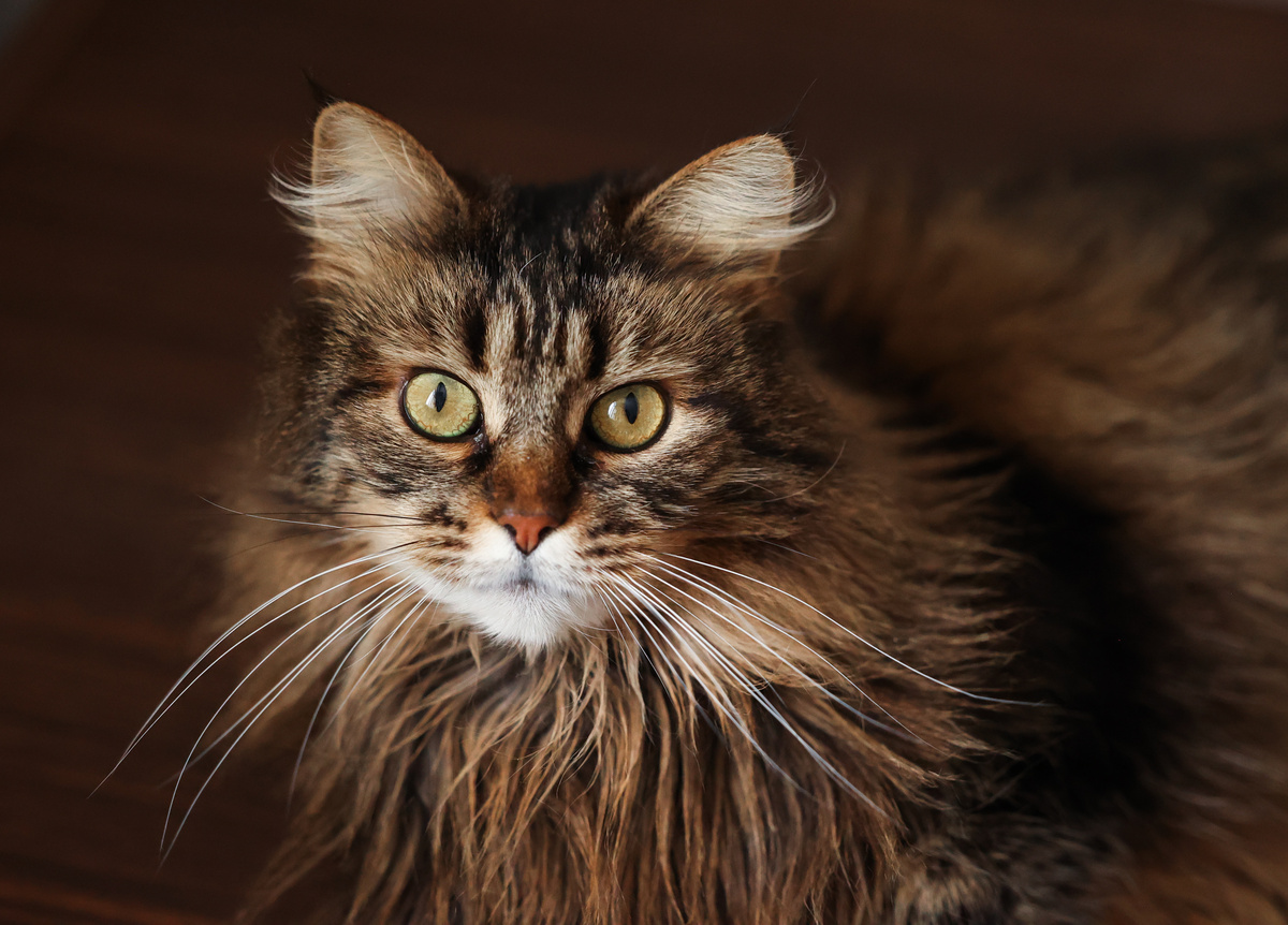 А может ты меня уже глядел на канале Банды Дворян, а сегодня это точно знак!?