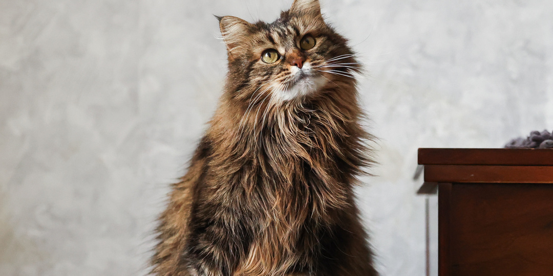 Бывшедомашнюю кошку спасли с улицы, но в приюте как будто еще хуже