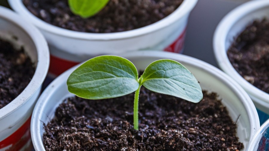 Рассада в отдельных стаканчиках — корни не переплетаются, пересадка проходит без потерь