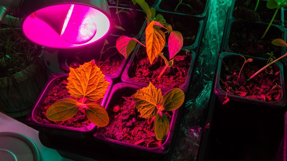 Досветка с 6 до 20 часов решает проблему вытягивания уже за 2 дня