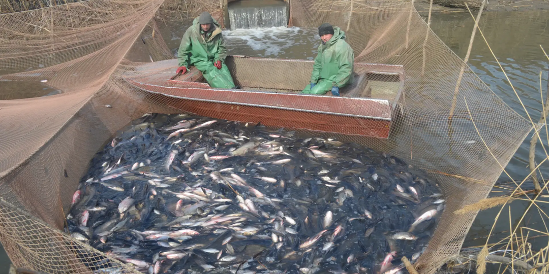 Вобле по-прежнему плохо: ученые оценили состояние астраханской рыбы