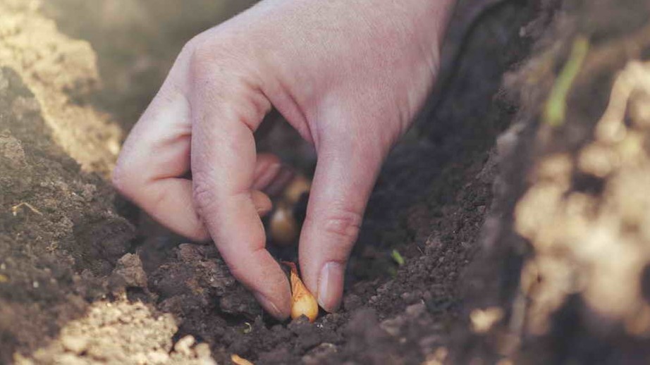 Посадка лука