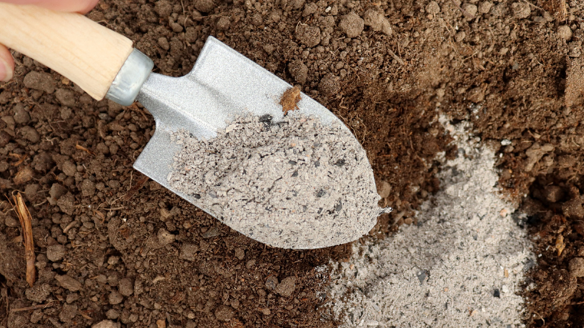 Зола в бороздке перед посадкой — калий для луковицы и барьер от мухи