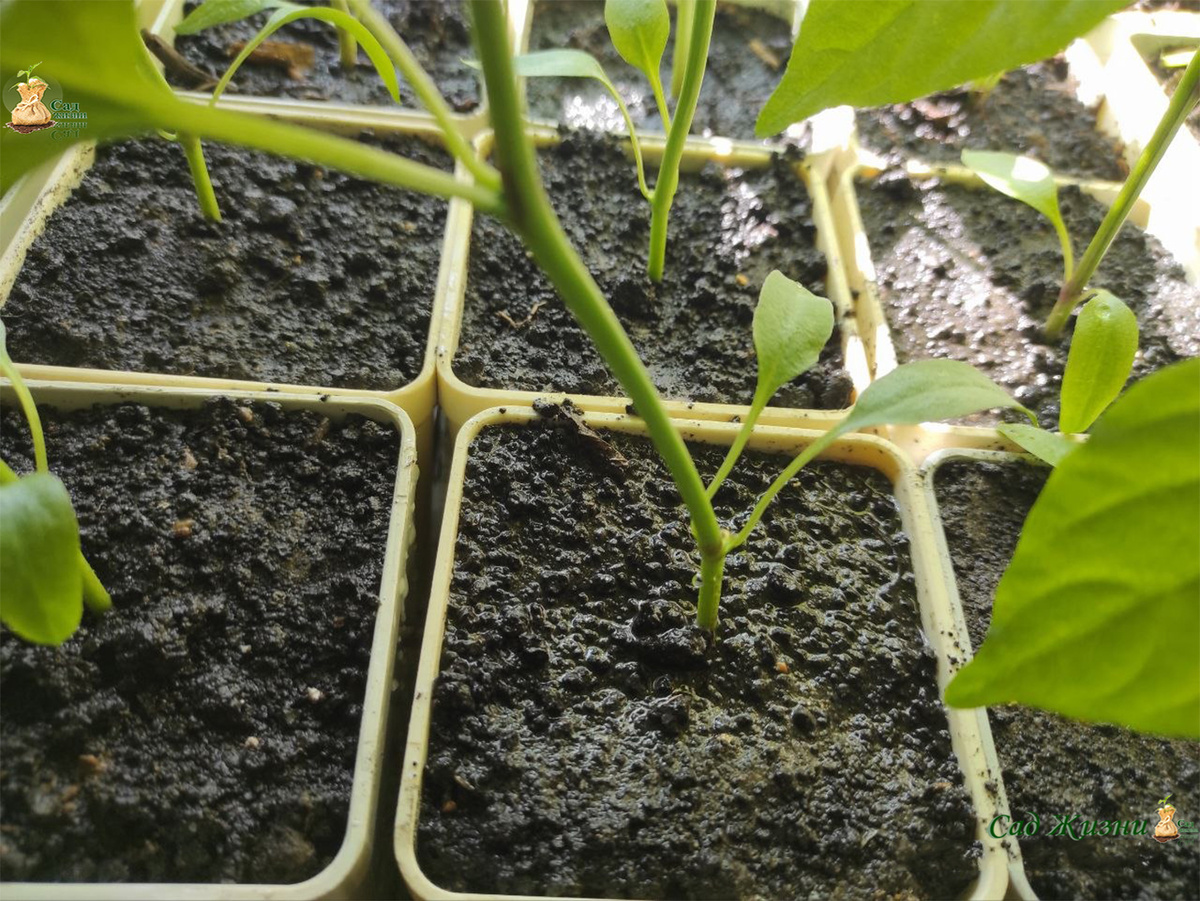 Перелив — самая частая «добрая» ошибка, которая губит корни