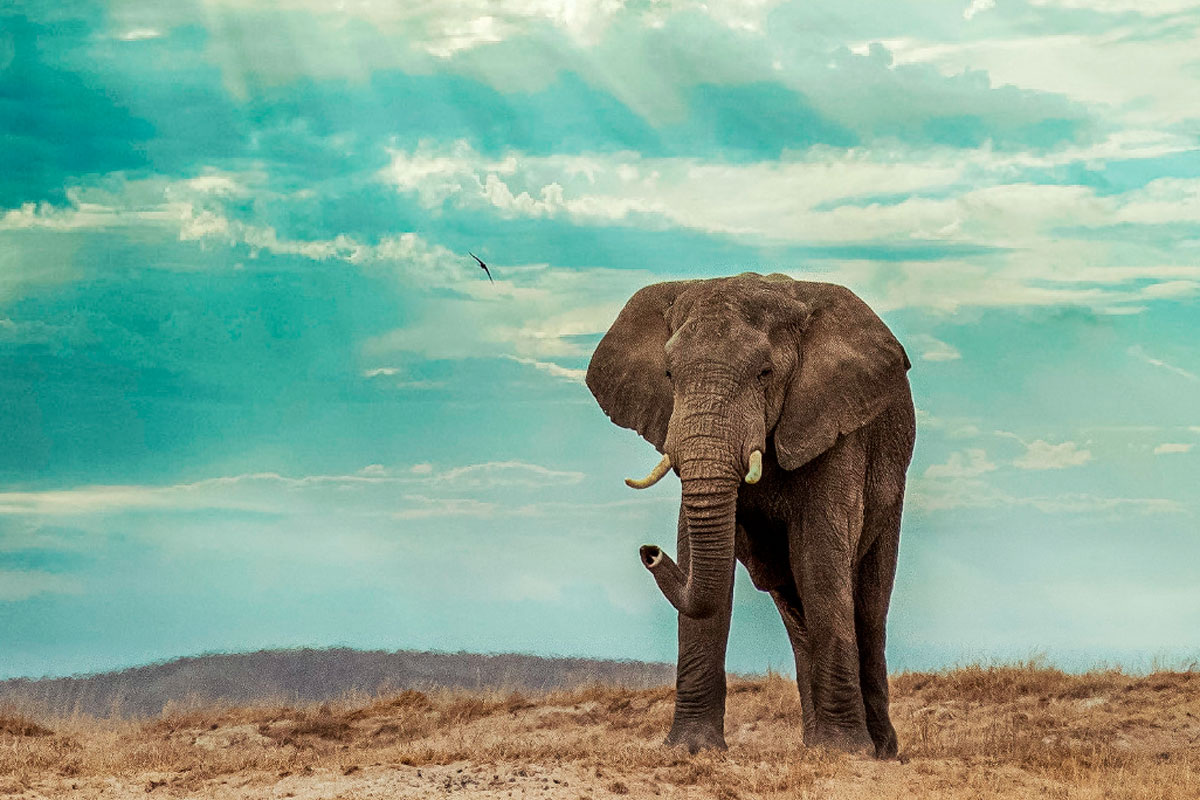 Слоны сохраняют семейные связи на всю жизнь, заботятся о старших, не разводятся и способны на глубокую печаль