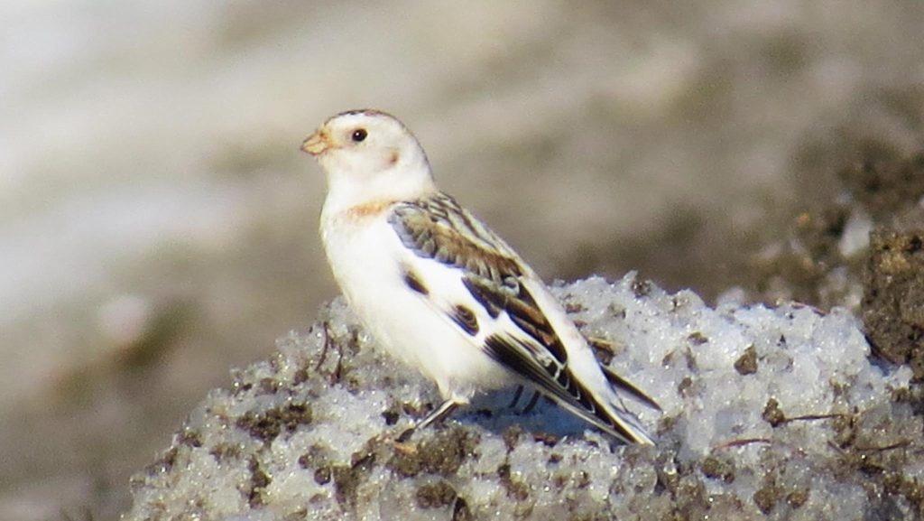    заповедник «Большая Кокшага»